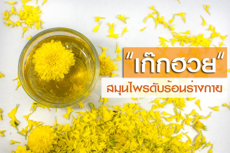 ดอกเก๊กฮวย ดอกเก๊กฮวย