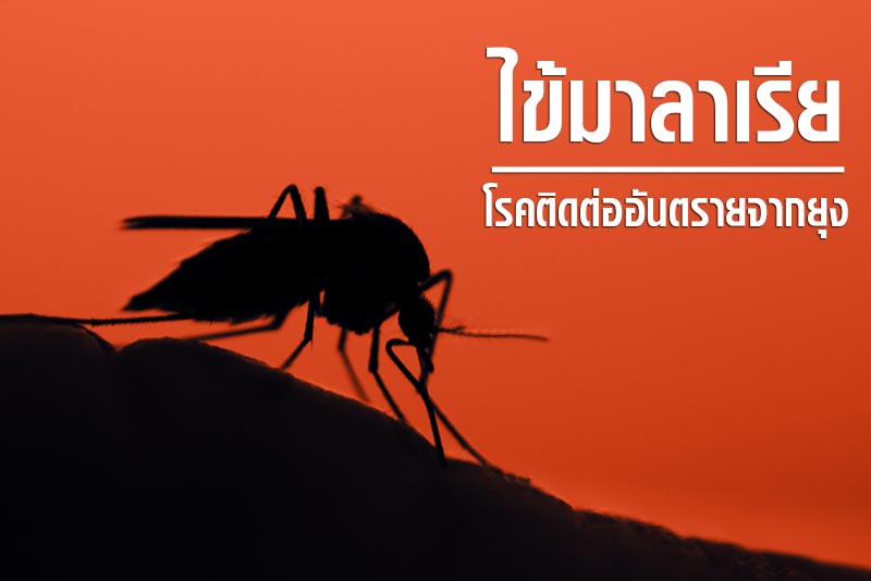 มาลาเรีย มาลาเรีย