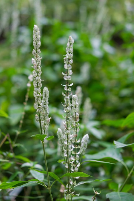 ริดสีดวง ริดสีดวง
