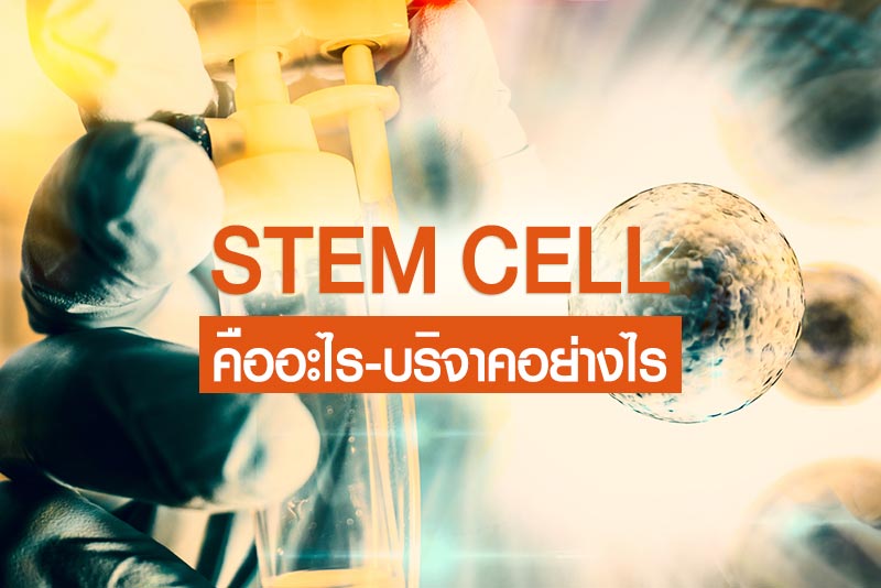 สเต็มเซลล์ สเต็มเซลล์