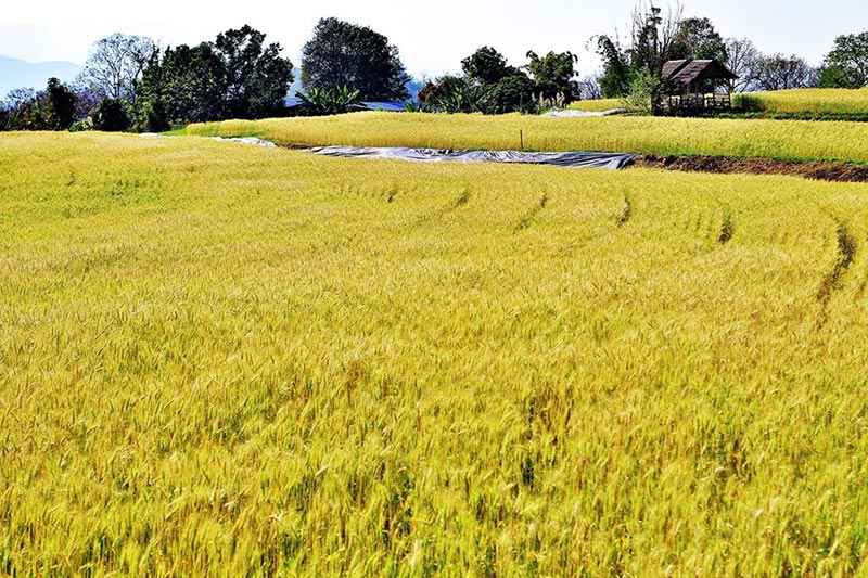 ทุ่งข้าวสาลี ทุ่งข้าวสาลี