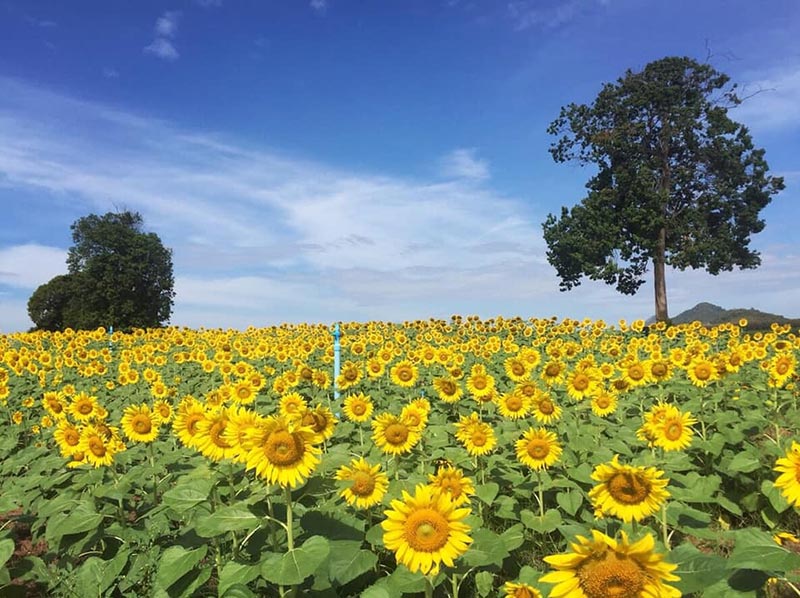ทุ่งทานตะวัน ระยอง ทุ่งทานตะวัน ระยอง