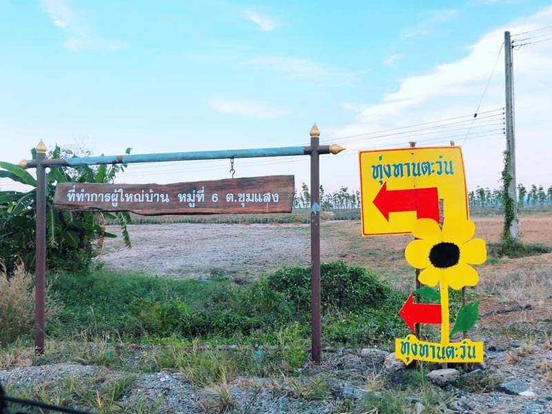 ทุ่งทานตะวัน ระยอง ทุ่งทานตะวัน ระยอง
