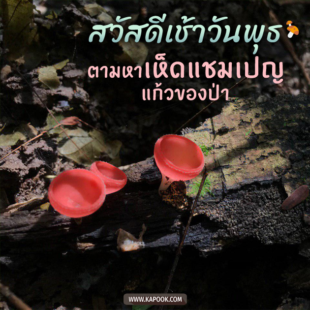 ดูดวงรายวัน ดูดวงรายวัน