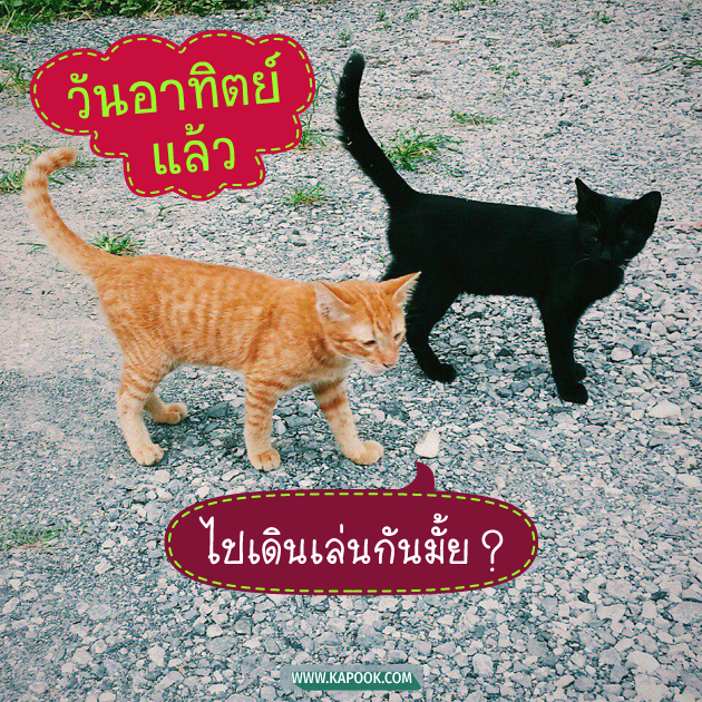 ดูดวงรายวัน ดูดวงรายวัน