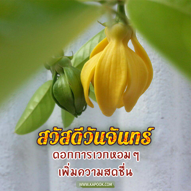 ดูดวงรายวัน ดูดวงรายวัน
