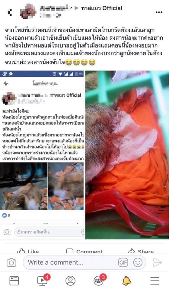 ฆ่าแมว ฆ่าแมว