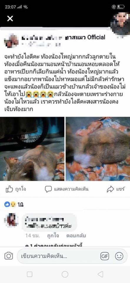 ฆ่าแมว ฆ่าแมว