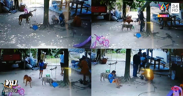 พิตบูลถูกฟันขาขาด พิตบูลถูกฟันขาขาด