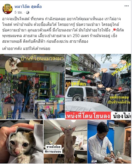 โยนแมวตกตึก โยนแมวตกตึก