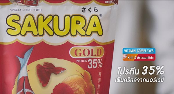 อาหารปลาซากุระ อาหารปลาซากุระ