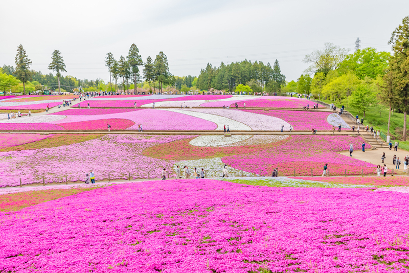 ทุ่งดอกไม้สวยๆ ทุ่งดอกไม้สวยๆ