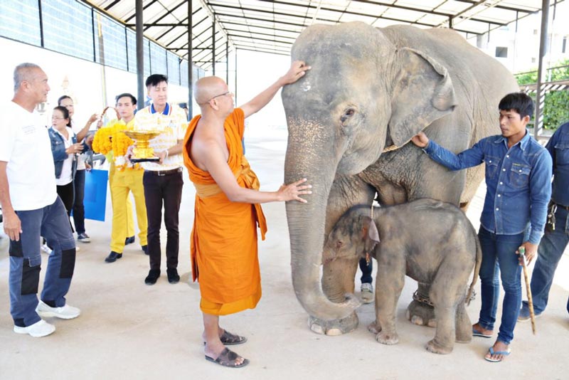 สวนนงนุช จัดงานรับขวัญลูกช้าง สวนนงนุช จัดงานรับขวัญลูกช้าง