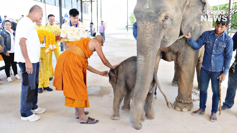 สวนนงนุช จัดงานรับขวัญลูกช้าง สวนนงนุช จัดงานรับขวัญลูกช้าง