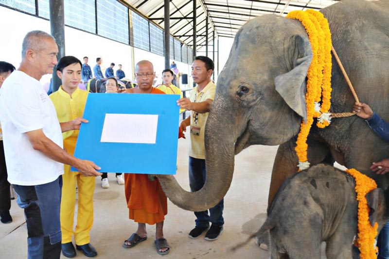 สวนนงนุช จัดงานรับขวัญลูกช้าง สวนนงนุช จัดงานรับขวัญลูกช้าง