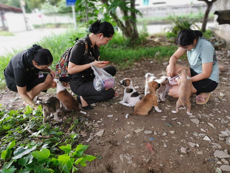 ลูกหมาลอยน้ำ ลูกหมาลอยน้ำ