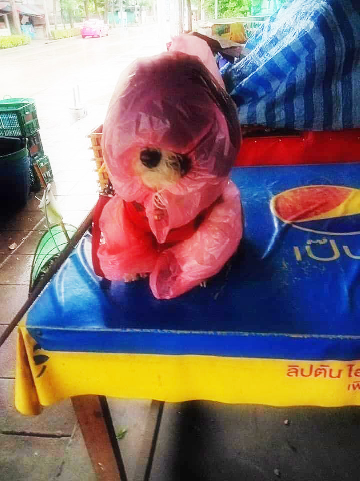 น้องมาสด้า หมาชิสุ น้องมาสด้า หมาชิสุ