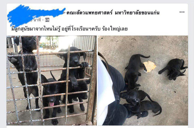 ทิ้งหมามหาวิทยาลัยขอนแก่น ทิ้งหมามหาวิทยาลัยขอนแก่น