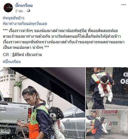 น้องมาสด้า หมาชิสุ น้องมาสด้า หมาชิสุ