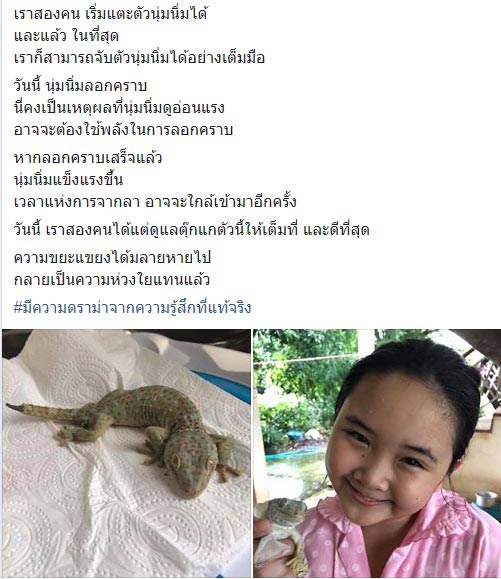 ตุ๊กแก ตุ๊กแก