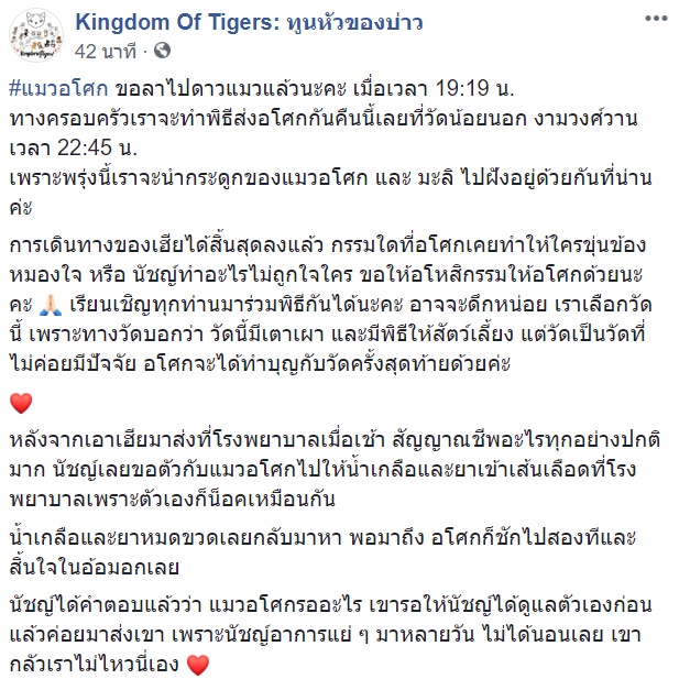 แมวอโศก แมวอโศก