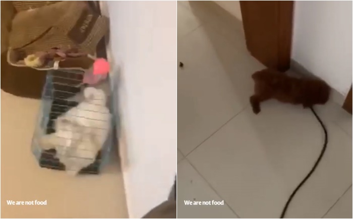 ทำร้ายสุนัข ทำร้ายสุนัข