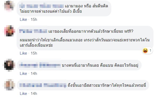 ทาสแมว ทาสแมว
