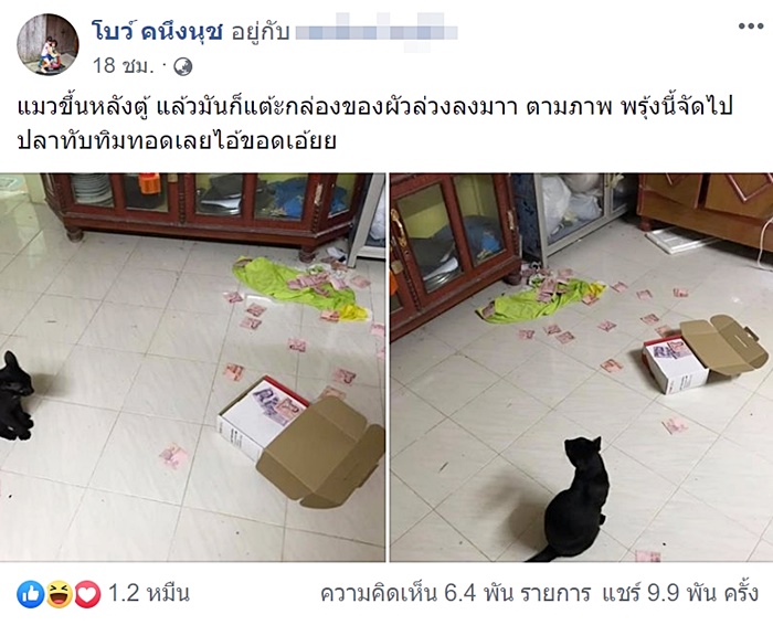 แมวแสนรู้ แมวแสนรู้
