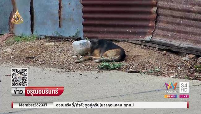 ช่วยหมาจรจัด ช่วยหมาจรจัด