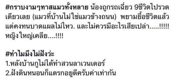 ทารุณแมว ทารุณแมว