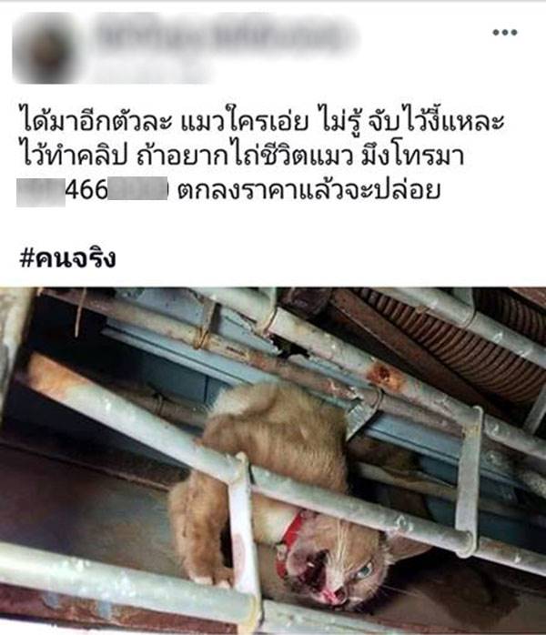 ฆ่าลูกแมว ฆ่าลูกแมว
