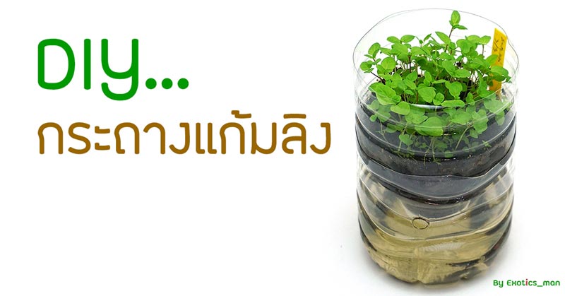 กระถางแก้มลิง กระถางแก้มลิง
