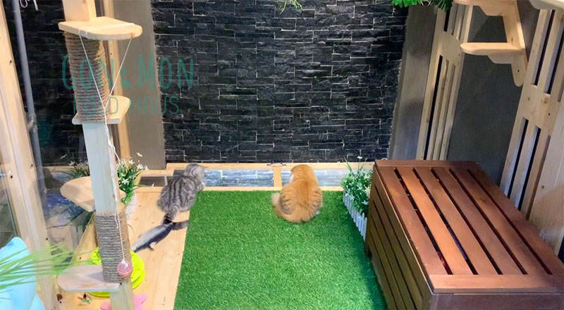 ต่อเติมห้องแมว ต่อเติมห้องแมว