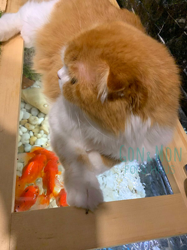 ต่อเติมห้องแมว ต่อเติมห้องแมว