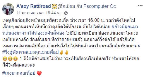 ช่วยแมว ช่วยแมว