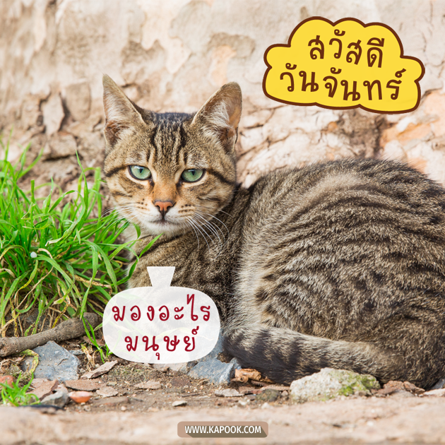 ดูดวงรายวัน ดูดวงรายวัน