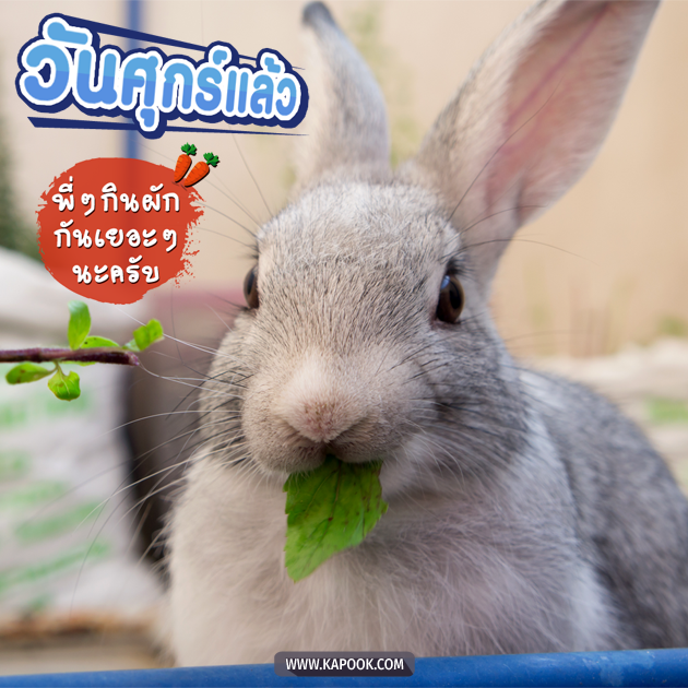 ดูดวงรายวัน ดูดวงรายวัน