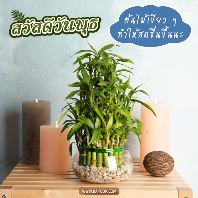 ดูดวงรายวัน ดูดวงรายวัน