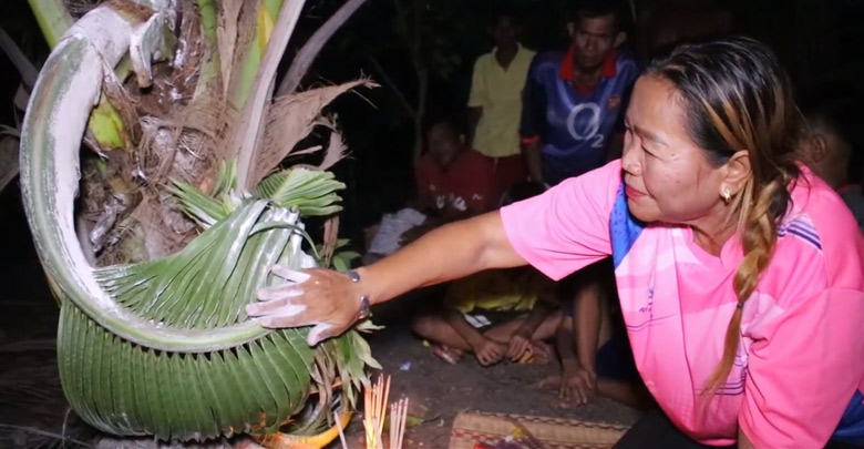 เลขเด็ดต้นมะพร้าวงวงพญาช้าง เลขเด็ดต้นมะพร้าวงวงพญาช้าง