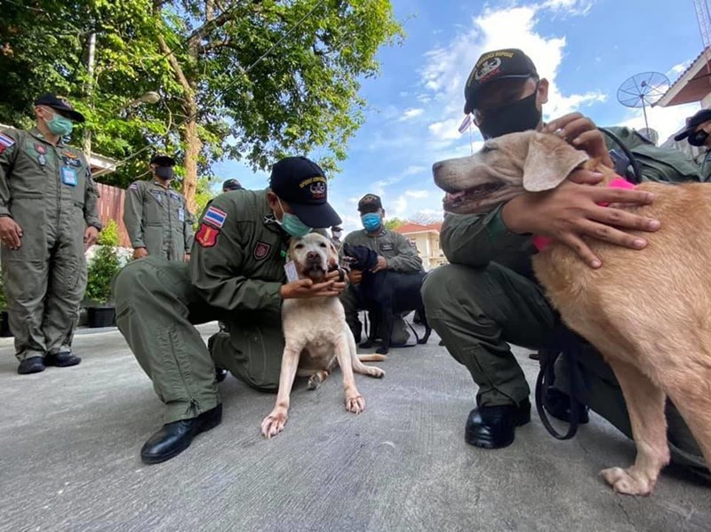 สุนัขสืบหาระเบิด EOD K-9 สุนัขสืบหาระเบิด EOD K-9