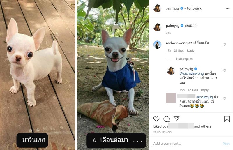 ปาล์มมี่ ปาล์มมี่