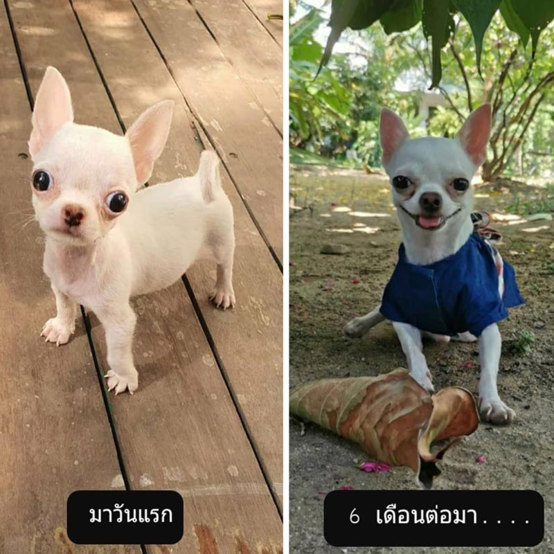 ปาล์มมี่ ปาล์มมี่