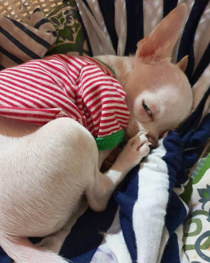 ปาล์มมี่ ปาล์มมี่