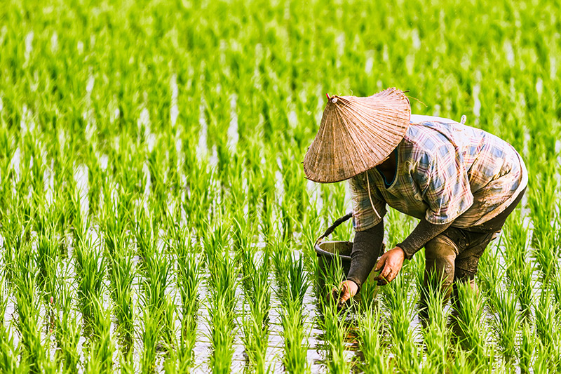 ลงทะเบียนเกษตรกร ลงทะเบียนเกษตรกร