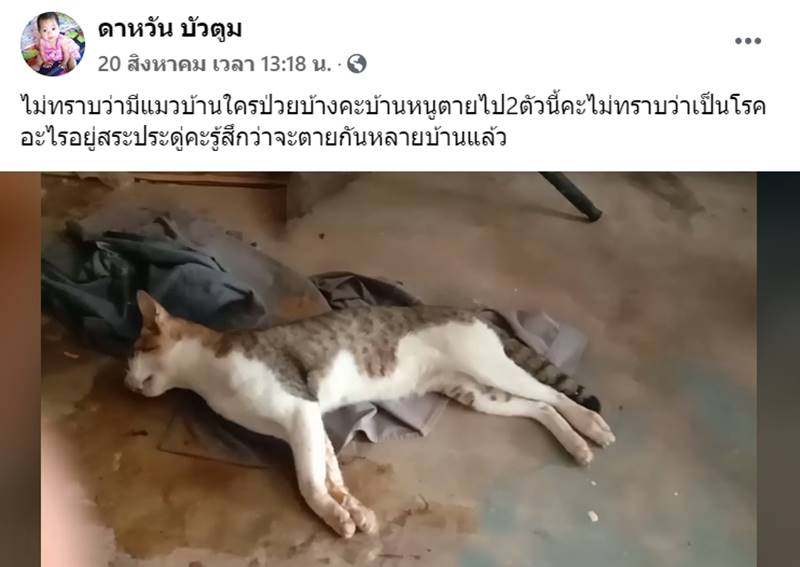 โรคหัดแมว โรคหัดแมว