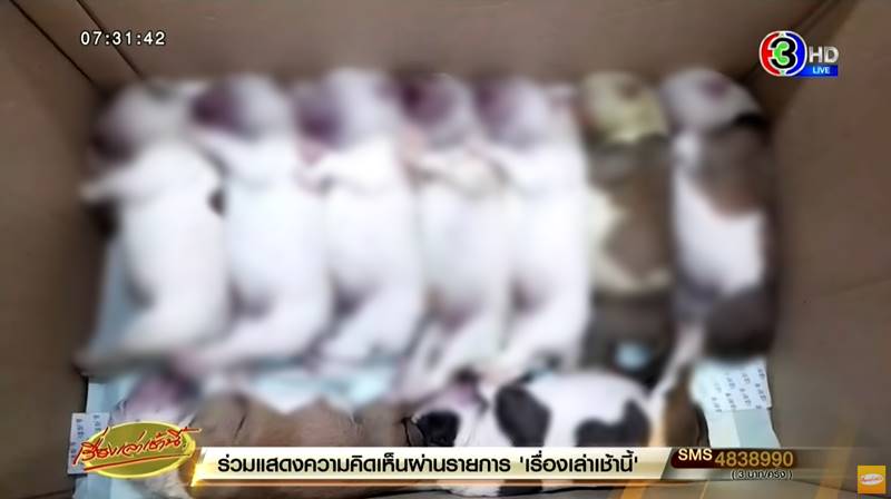ดราม่าผ่าคลอดหมา ดราม่าผ่าคลอดหมา