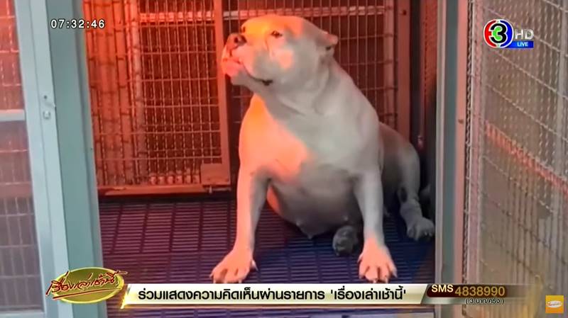 ดราม่าผ่าคลอดหมา ดราม่าผ่าคลอดหมา
