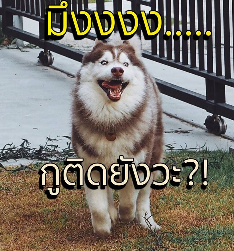 กัปตันควิ้นท์ กัปตันควิ้นท์