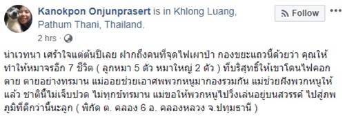 เผาหมา เผาหมา