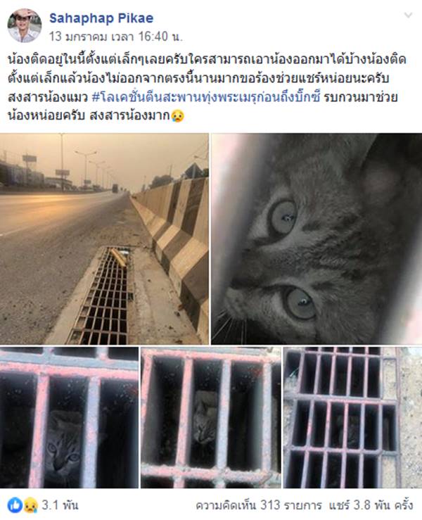 แมวติดท่อ แมวติดท่อ